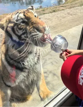 游客喂老虎无动于衷